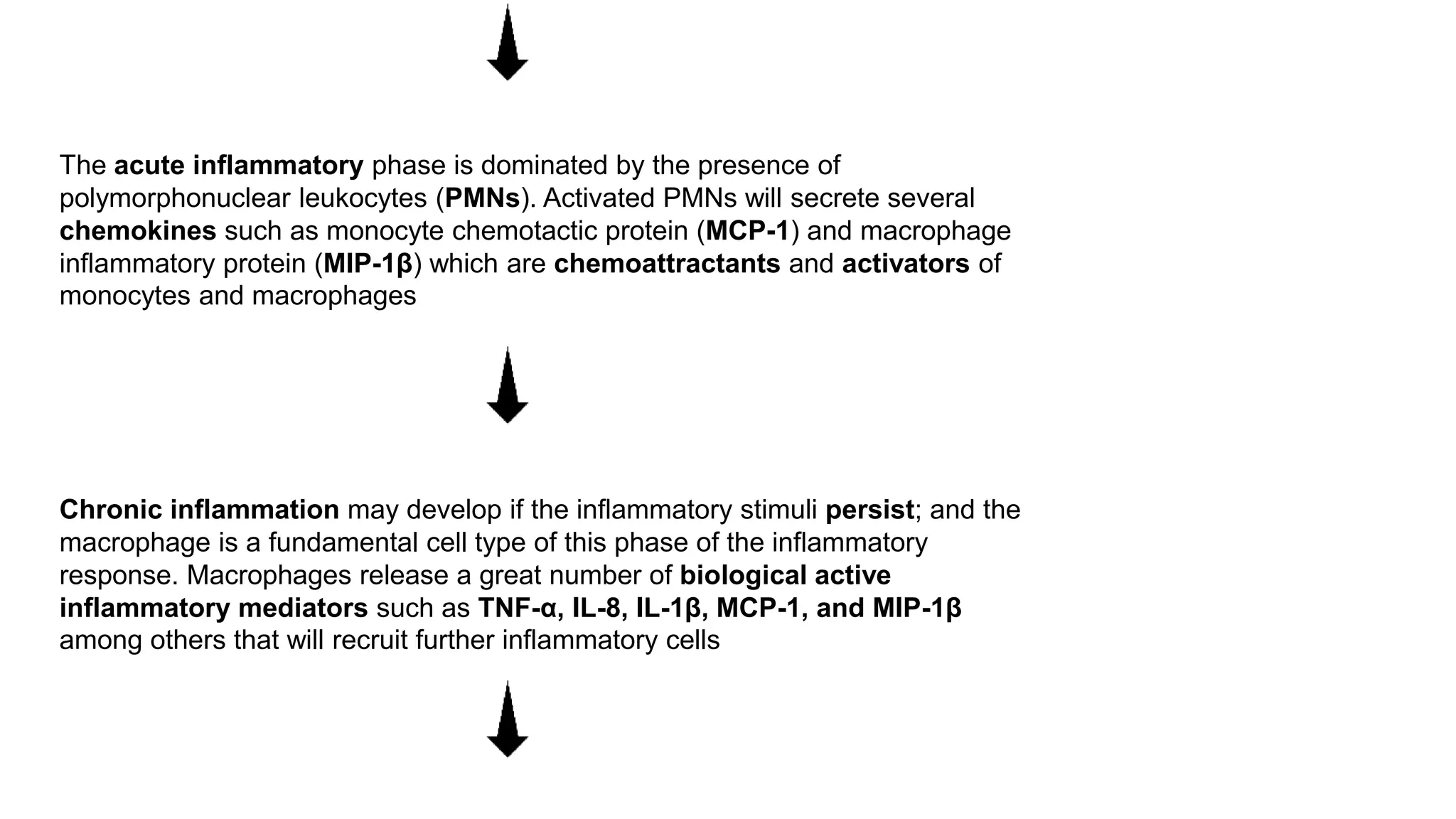 The acute inflammatory phase is dominated by the presence of
polymorphonuclear leukocytes (PMNs). Activated PMNs will secrete several
chemokines such as monocyte chemotactic protein (MCP-1) and macrophage
inflammatory protein (MIP-1β) which are chemoattractants and activators of
monocytes and macrophages
Chronic inflammation may develop if the inflammatory stimuli persist; and the
macrophage is a fundamental cell type of this phase of the inflammatory
response. Macrophages release a great number of biological active
inflammatory mediators such as TNF-α, IL-8, IL-1β, MCP-1, and MIP-1β
among others that will recruit further inflammatory cells
 