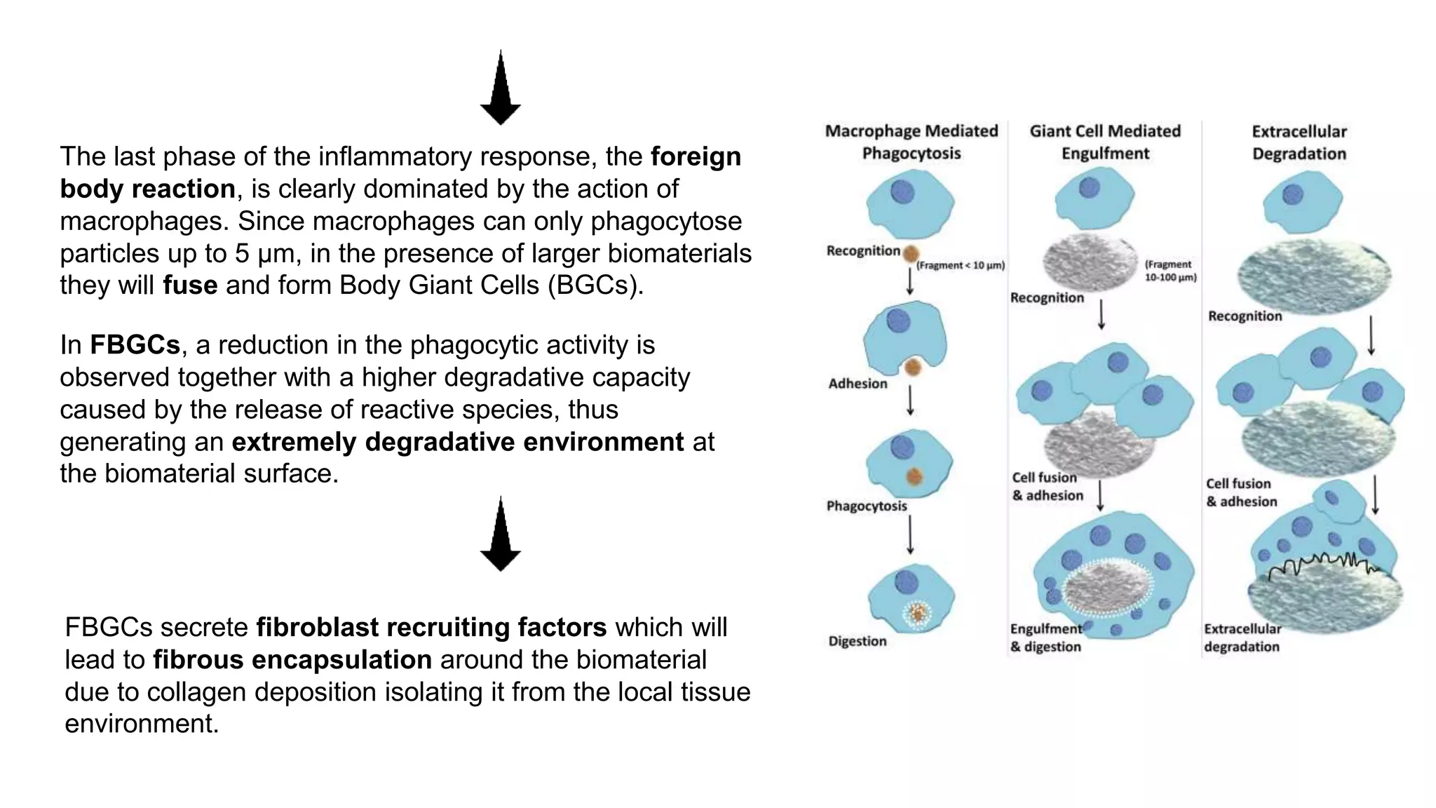 The last phase of the inflammatory response, the foreign
body reaction, is clearly dominated by the action of
macrophages. Since macrophages can only phagocytose
particles up to 5 μm, in the presence of larger biomaterials
they will fuse and form Body Giant Cells (BGCs).
In FBGCs, a reduction in the phagocytic activity is
observed together with a higher degradative capacity
caused by the release of reactive species, thus
generating an extremely degradative environment at
the biomaterial surface.
FBGCs secrete fibroblast recruiting factors which will
lead to fibrous encapsulation around the biomaterial
due to collagen deposition isolating it from the local tissue
environment.
 