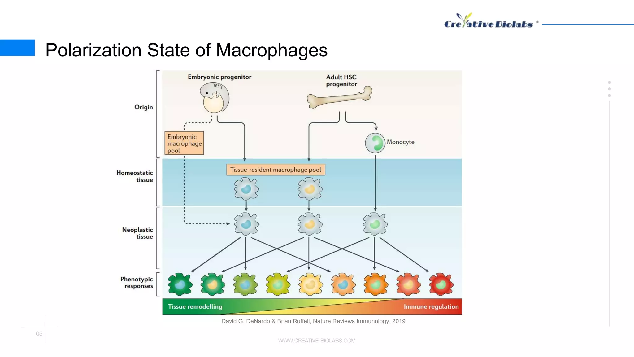 Macrophages as Targets in Cancer Immunotherapy - Creative Biolabs | PPTX