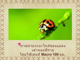 ภาพถ่า ยระยะใกล้ข องแมลง
       เต่า ทองที่ถ ่า ย
โดยใช้เ ลนส์ Macro 100 มม.
 