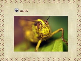 แมลง
 