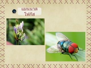 แมนนวล
 โฟกัส
 