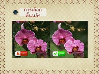 การเลือก
พื้นหลัง
 