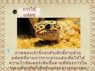 การใช้
       แฟลช




  ภาพของเจ้า จิ้ง จกตัว เล็ก นีถ ่า ยด้ว ย
                               ้
 แฟลชที่ผ า นการกระจายแสงเพื่อ ให้ไ ด้
          ่
ความไวชัต เตอร์เ พิ่ม ขึ้น ตามที่ต อ งการใน
                                   ้
ขณะเดีย วกัน ก็เ ปิด รับ แสงอย่า งเหมาะสม
 