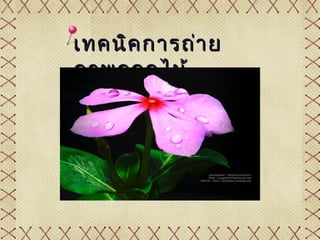 เทคนิค กำรถ่ำ ย
ภำพดอกไม้
 