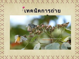 เทคนิค กำรถ่ำ ย
   แมลงบิน
 