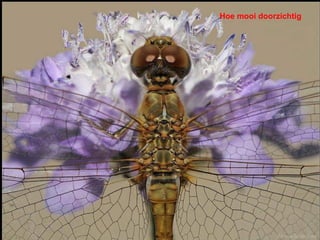 Hoe mooi doorzichtig
 