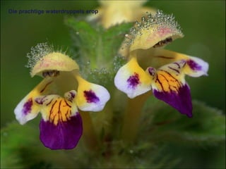 Die prachtige waterdruppels erop
 