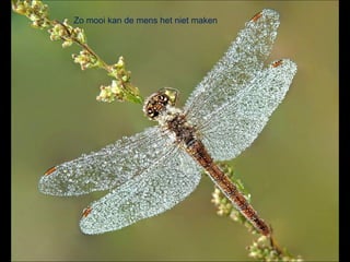 Zo mooi kan de mens het niet maken
 