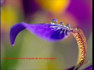 Hier ook weer mooie druppels als een vergrootglas
 