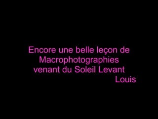 Encore une belle leçon de Macrophotographies venant du Soleil Levant   Louis 