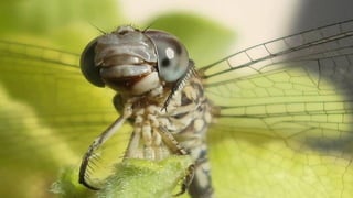 Macrophotographies