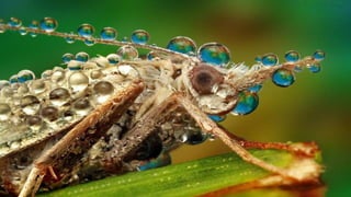Macrophotographies