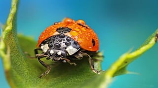 Macrophotographies