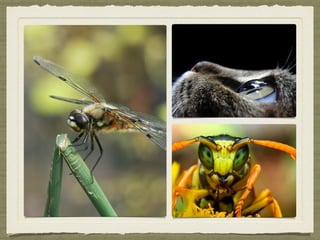 Session 12 Macro photography