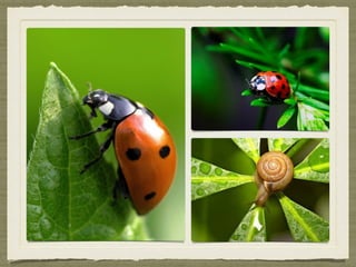 Session 12 Macro photography