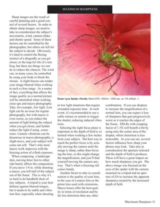 Maximum Sharpness 11
Sharp images are the result of
careful planning and a good con-
trol of several factors. In order to
obtain sharp images, we need to
take in consideration the subject’s
movements, wind, camera shake
and shutter speed. Some of these
factors can be controlled by the
photographer, but others are left for
the subject to decide. Obviously,
it’s hard to control the fleeing
instinct of a dragonfly as you get
closer, or the leap for life of a tree
frog, but there are things we can
do to reduce the chances. The wind
can, in many cases, be controlled
by using your body to block the
stream. A slight breeze can render
your image blurred when working
at such a close range. As a matter
of fact, everything that affects the
image quality on a normal picture
will be intensified when working
close ups and macro photography.
Take, for example, low light. Low
light can be an issue for regular
photography, but with macro is
even worse, as you reduce the
amount of light hitting the subject
when you get closer, and further
reduce the light if using exten-
sions. Camera vibrations can be
disastrous in macro photography; a
slight move, and your subject will
come out soft. That’s why most
macro work improves with the
freezing action of a flash exposure.
When composing a landscape
shot, moving three feet to either
side barely affects the composition.
If you move 1/4 in. while shooting
a macro, you left half of the subject
out of the frame. This is why it’s
so hard to do handheld shots of
tiny subjects. A tripod is your best
defense against blurred images,
but it needs to be stable and vibra-
tion free, especially when shooting
in low light situations that require
extended exposure time. In such
event, it’s recommended to use a
cable release or remote to trigger
the shutter, reducing induced vibra-
tions.
Selecting the right focus plane is
important as the depth of field is so
limited when working a few inches
from your subject. The best way to
reach the perfect focus is by actu-
ally moving the camera until the
image is sharp, rather than focus-
ing the lens, as this might change
the magnification, and you’ll find
yourself moving the camera any-
way. That’s when a focusing rail
comes handy.
Another factor to take in consid-
eration is the quality of your lens,
in the case of a macro lens or the
prime lens used with extensions.
Macro lenses offer the best qual-
ity in terms of resolution and by
far less distortion than any other
combination. If you use diopters
to increase the magnification of a
normal lens, you can expect a loss
of sharpness that gets progressively
worst as it reaches the edges of
the frame. DSLRs with cropping
factor of 1.5X will benefit a bit by
using only the center area of the
diopter, where distortion is less
noticeable. As you can see, several
factors influence how sharp your
photos may look. Take also in
consideration the aperture selected
and the depth of field it produces.
These will have a great impact on
how much sharpness you get. The
above image was focused on the
eyes of the spider with the camera
mounted on a tripod and an aper-
ture of f16 to increase the apparent
sharpness created by the increased
depth of field.
MAXIMUM SHARPNESS
Green Lynx Spider, Florida. Nikon D70, 105mm, 1/250 sec. at f16 w/flash -1.
 