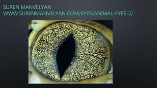 SUREN MANVELYAN
WWW.SURENMANVELYAN.COM/EYES/ANIMAL-EYES-2/
 