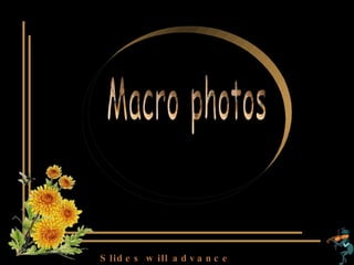 Macro photos (insects and flowers) Slides will advance automatically 