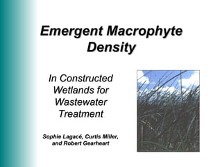 Emergent Macrophyte Density In Constructed Wetlands for Wastewater Treatment Sophie Lagacé, Curtis Miller, and Robert Gearheart 