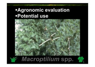Agronomic evaluation
Potential use




 Macroptilium spp.
 