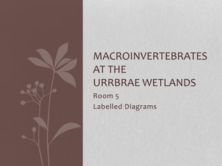 Room 5
Labelled Diagrams
MACROINVERTEBRATES
AT THE
URRBRAE WETLANDS
 