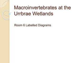 Macroinvertebrates at the
Urrbrae Wetlands
Room 6 Labelled Diagrams
 