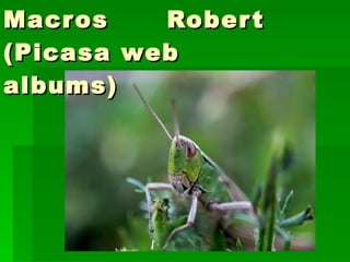 Macros  Robert (Picasa web albums) 