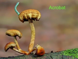 Acrobat 