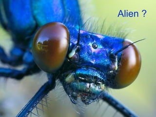 Alien ? 