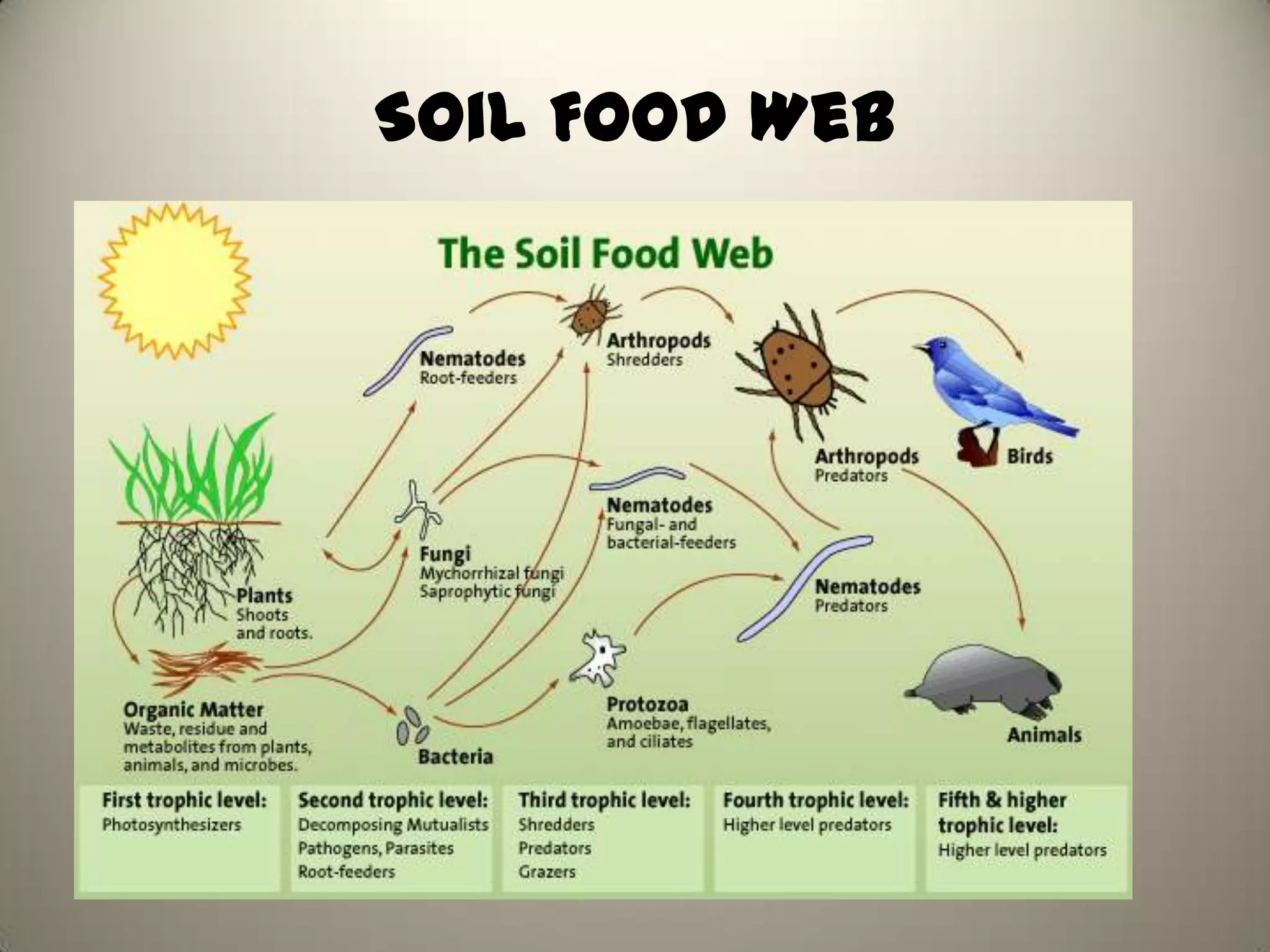 Soil Food Web
 