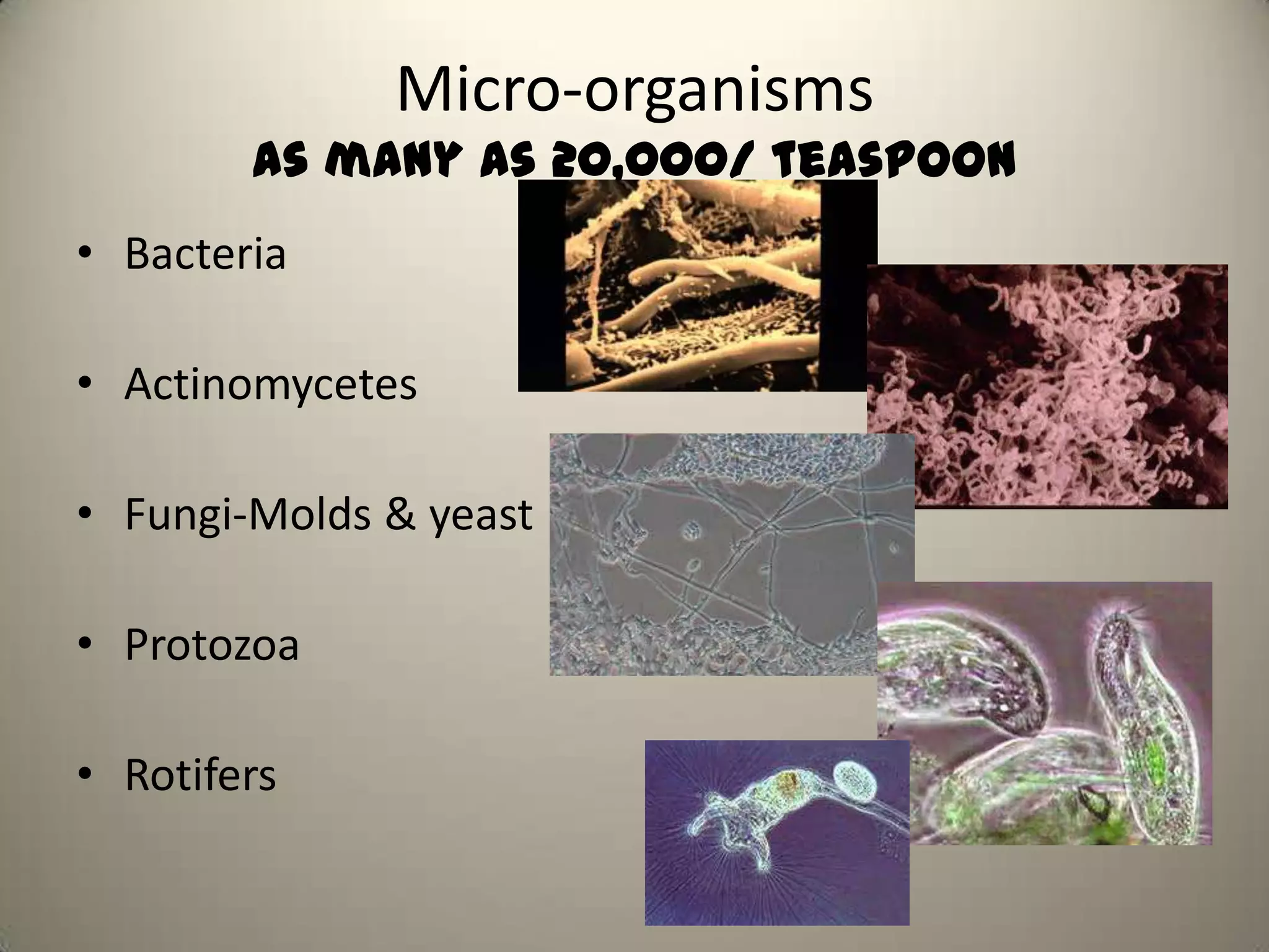 Micro-organisms
        as many as 20,000/ teaspoon
• Bacteria

• Actinomycetes

• Fungi-Molds & yeast

• Protozoa

• Rotifers
 