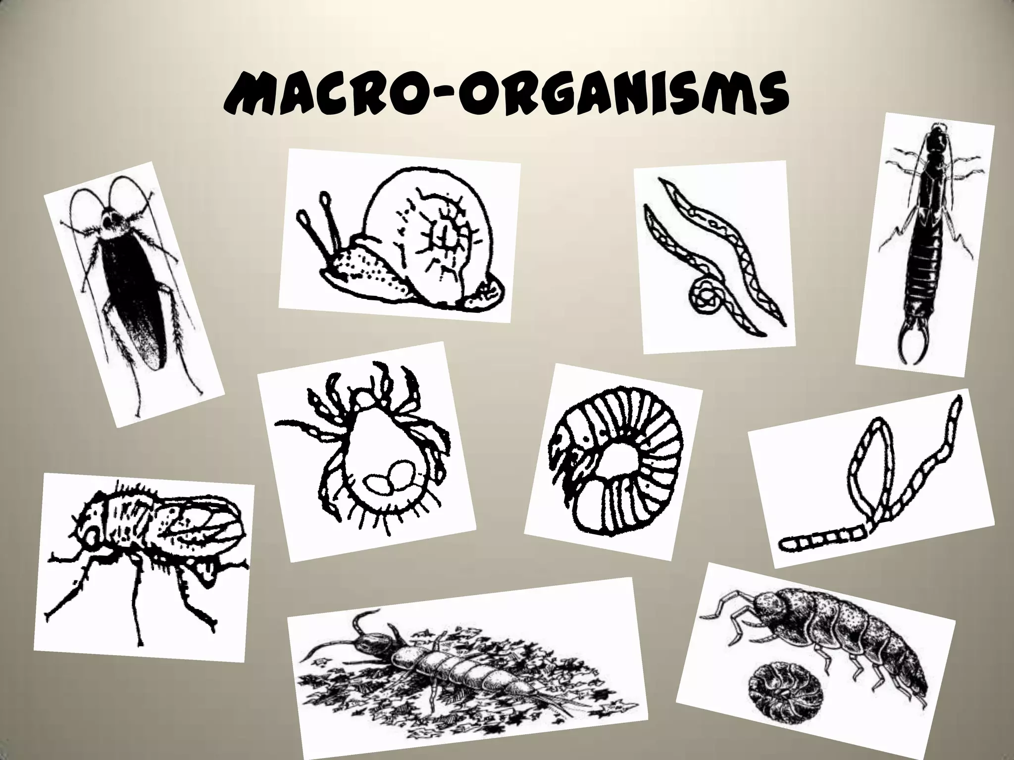 Macro-organisms
 