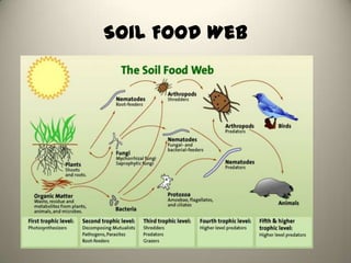 Soil Food Web
 