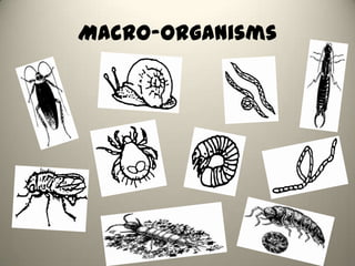 Macro-organisms
 
