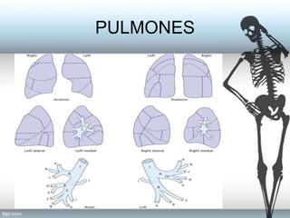 PULMONES
 