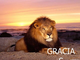 GRACIA
 