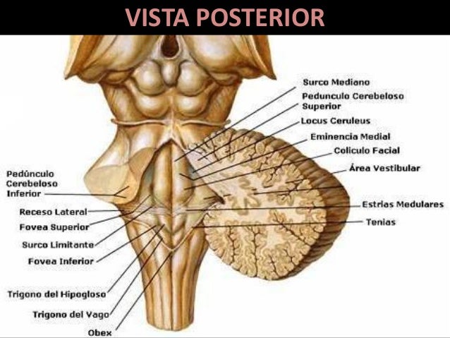 Anatomia Del Tronco Encefalico Umano El Encéfalo De Los Seres Humanos