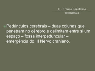 MESENCÉFALO




 Pedúnculos cerebrais – duas colunas que
 penetram no cérebro e delimitam entre si um
 espaço – fossa interpeduncular –
 emergência do III Nervo craniano.
 
