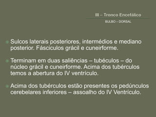 BULBO – DORSAL




   Sulcos laterais posteriores, intermédios e mediano
    posterior. Fásciculos grácil e cuneirforme.

   Terminam em duas saliências – tubéculos – do
    núcleo grácil e cuneirforme. Acima dos tubérculos
    temos a abertura do IV ventrículo.

   Acima dos tubérculos estão presentes os pedúnculos
    cerebelares inferiores – assoalho do IV Ventrículo.
 