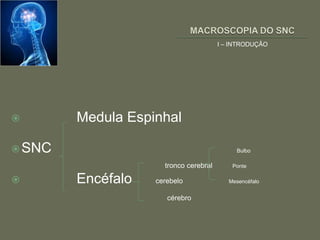 I – INTRODUÇÃO




       Medula Espinhal

 SNC                                       Bulbo

                     tronco cerebral       Ponte

       Encéfalo   cerebelo               Mesencéfalo


                      cérebro
 