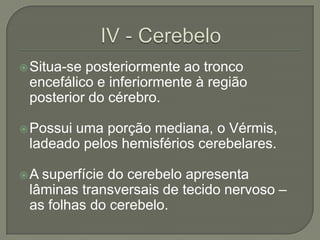  Situa-seposteriormente ao tronco
 encefálico e inferiormente à região
 posterior do cérebro.

 Possui
       uma porção mediana, o Vérmis,
 ladeado pelos hemisférios cerebelares.

A superfície do cerebelo apresenta
 lâminas transversais de tecido nervoso –
 as folhas do cerebelo.
 
