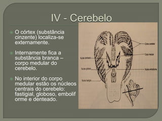    O córtex (substância
    cinzente) localiza-se
    externamente.
   Internamente fica a
    substância branca –
    corpo medular do
    cerebelo.
   No interior do corpo
    medular estão os núcleos
    centrais do cerebelo:
    fastigial, globoso, embolif
    orme e denteado.
 