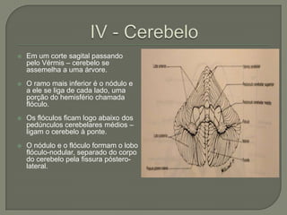    Em um corte sagital passando
    pelo Vérmis – cerebelo se
    assemelha a uma árvore.
   O ramo mais inferior é o nódulo e
    a ele se liga de cada lado, uma
    porção do hemisfério chamada
    flóculo.
   Os flóculos ficam logo abaixo dos
    pedúnculos cerebelares médios –
    ligam o cerebelo à ponte.
   O nódulo e o flóculo formam o lobo
    flóculo-nodular, separado do corpo
    do cerebelo pela fissura póstero-
    lateral.
 