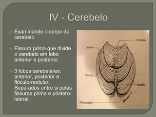    Examinando o corpo do
    cerebelo

   Fissura prima que divide
    o cerebelo em lobo
    anterior e posterior.

   3 lobos cerebelares:
    anterior, posterior e
    flóculo-nodular.
    Separados entre si pelas
    fissuras prima e póstero-
    lateral.
 