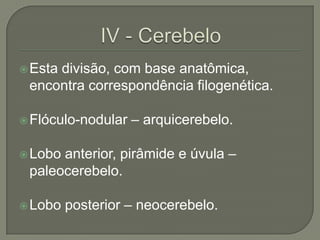  Esta
     divisão, com base anatômica,
 encontra correspondência filogenética.

 Flóculo-nodular   – arquicerebelo.

 Loboanterior, pirâmide e úvula –
 paleocerebelo.

 Lobo   posterior – neocerebelo.
 