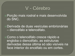  Porção
       mais rostral e mais desenvolvida
 do SNC.

 Derivadade duas vesículas embrionárias
 – diencéfalo e telencéfalo.

 Como  o telencéfalo cresce rápido e
 engloba o diencéfalo, as estruturas
 derivadas dessa última só são visíveis na
 face interior do encéfalo ou em cortes.
 