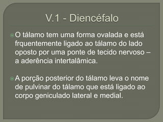 O  tálamo tem uma forma ovalada e está
 frquentemente ligado ao tálamo do lado
 oposto por uma ponte de tecido nervoso –
 a aderência intertalâmica.

A porção posterior do tálamo leva o nome
 de pulvinar do tálamo que está ligado ao
 corpo geniculado lateral e medial.
 