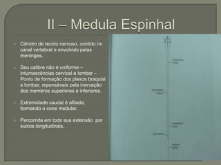    Cilindro de tecido nervoso, contido no
    canal vertebral e envolvido pelas
    meninges.

   Seu calibre não é uniforme –
    intumescências cervical e lombar –
    Ponto de formação dos plexos braquial
    e lombar, reponsáveis pela inervação
    dos membros superiores e inferiores.

   Extremidade caudal é afilada,
    formando o cone medular.

   Percorrida em toda sua extensão por
    sulcos longitudinais.
 