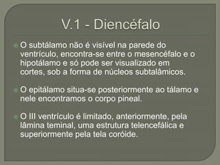    O subtálamo não é visível na parede do
    ventrículo, encontra-se entre o mesencéfalo e o
    hipotálamo e só pode ser visualizado em
    cortes, sob a forma de núcleos subtalâmicos.

   O epitálamo situa-se posteriormente ao tálamo e
    nele encontramos o corpo pineal.

   O III ventrículo é limitado, anteriormente, pela
    lâmina teminal, uma estrutura telencefálica e
    superiormente pela tela coróide.
 